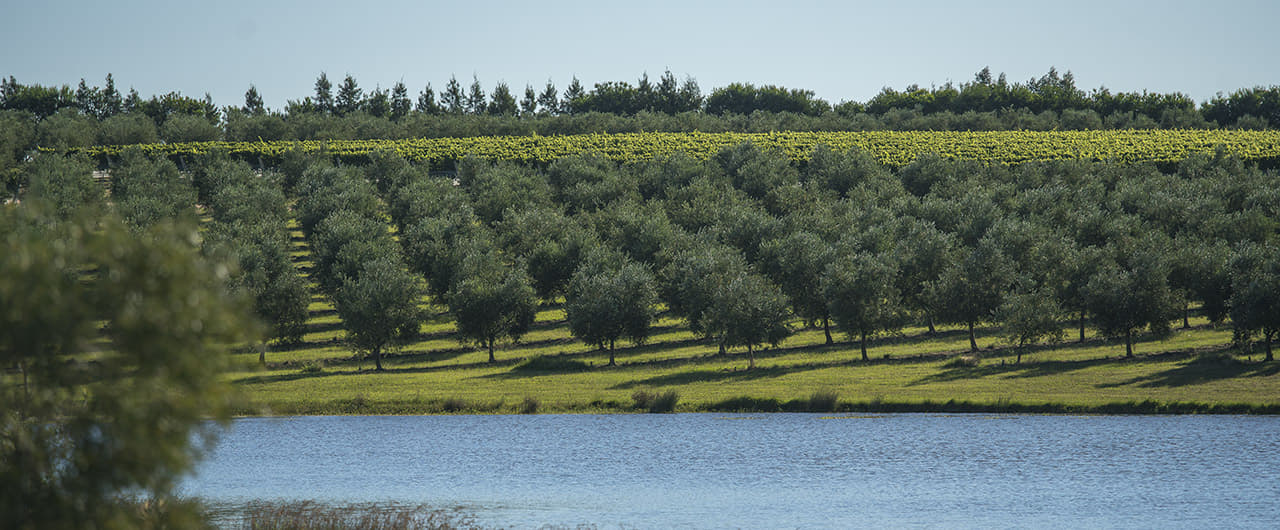 Campo de Olivos &amp; Viñedos